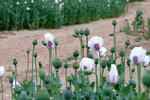 Opium Poppy