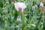 Opium Poppy