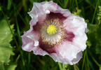 Opium Poppy