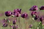 Opium Poppy