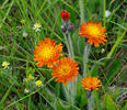 Orange Hawkweed