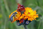 Orange Hawkweed