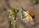 Orange Tip