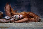 Orangutan sumatrzański