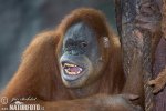 Orangutan sumatrzański