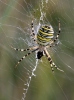 Orb-weaving Spider