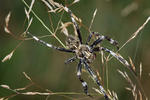 Orbweaver Spider