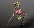 Orchidaceae