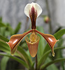 Orchidea sp.