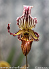 Orchidea sp.