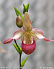 Orchidea sp.