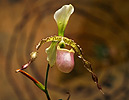 Orchidea sp.