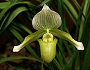 Orchidea sp.