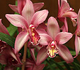 Orchidea sp.