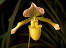 Orchidea sp.