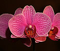 Orchideeënfamilie