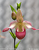 Orchideeënfamilie