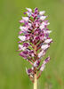 Orchis militaris