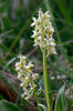 Orchis pallens