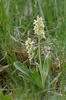 Orchis pallens