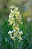 Orchis pallens