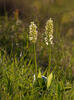 Orchis pallens