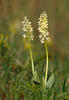 Orchis pallens