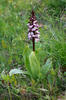 Orchis pourpre