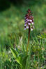 Orchis pourpre