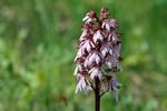 Orchis pourpre