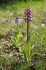 Orchis pourpre