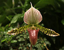 Orhideju dzimta