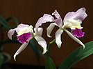Orkidacoj