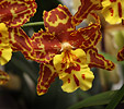 Orkidéer