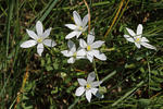 Ornithogalum kochii