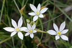 Ornithogalum kochii