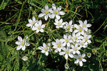 Ornithogalum kochii