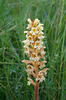 Orobanche lutea