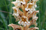 Orobanche lutea