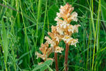 Orobanche lutea