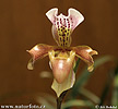 Orquídea