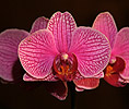 Orquídia