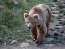 Orso bruno himalayano