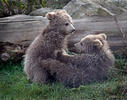 Orso bruno himalayano