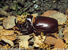 Oryctes nasicornis