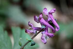 orydalis bulbosa var. cava L. S