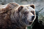 Oso grizzly