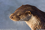 Otter