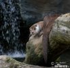 Otter
