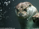 Otter